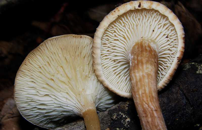 Clitocybe da determinare (cfr. Clitocybe gibba)